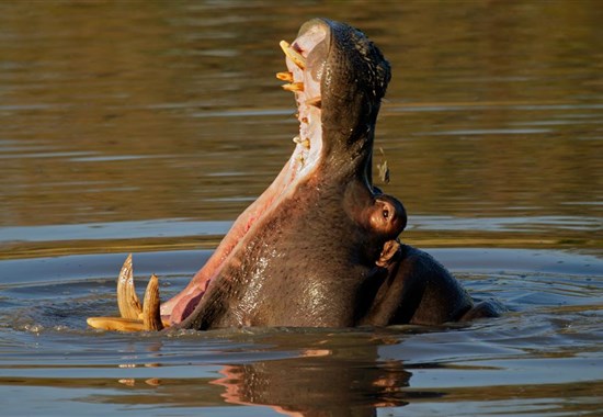 Velké africké dobrodružství - 4 africké země - Zimbabwe - 