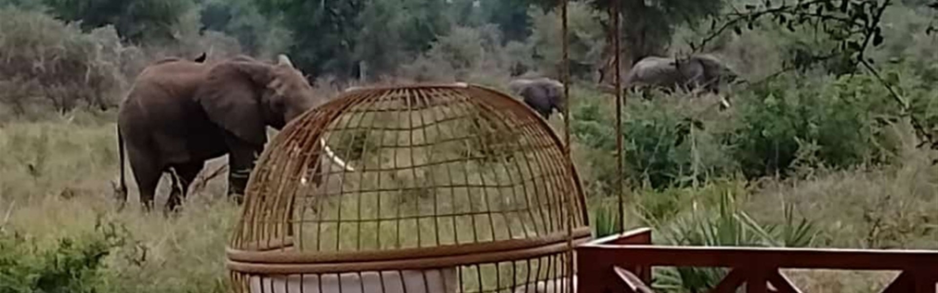 Velký safari okruh Ugandou s českým průvodcem - Uganda_Murchinson_Pakuba Safari Lodge