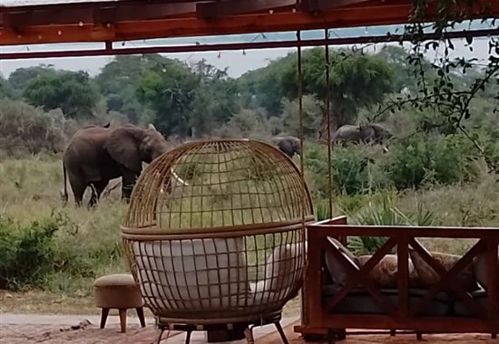Velký safari okruh Ugandou s českým průvodcem - Afrika