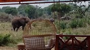 Velký safari okruh Ugandou s českým průvodcem - Uganda_Murchinson_Pakuba Safari Lodge