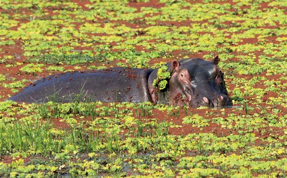 Marco Polo - Zambie - neobjevený safari klenot