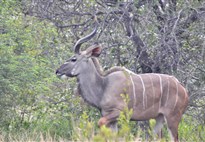 Jihoafricka_Balula Bush Lodge_kudu