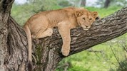 Luxusní safari v srdci velké migrace pakoňů a Zanzibar - Tanzanie_Lake Ndutu