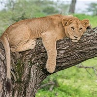 Lemala Ndutu Tented Camp 5* - Tanzanie_Lake Ndutu - ckmarcopolo.cz
