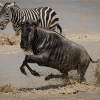 Lemala Ndutu Tented Camp 5* - Tanzanie_Lake Ndutu - ckmarcopolo.cz