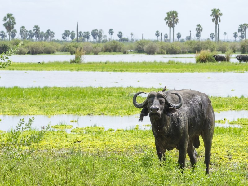Safari v Selous a odpočinek na Zanzibaru s českým průvodcem - Tanzanie_Selous_Nyerere_
