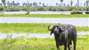 Safari v Selous a odpočinek na Zanzibaru s českým průvodcem - Tanzanie_Selous_Nyerere_