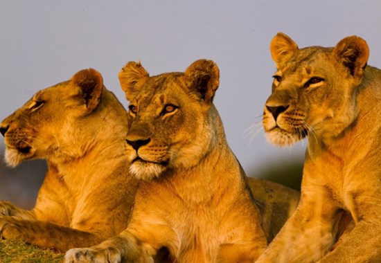 Safari v Selous a odpočinek na Zanzibaru s českým průvodcem - pláž Uroa - Tanzanie_Selous_Nyerere_