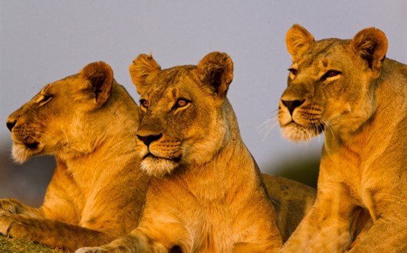 Marco Polo - Selous (Nyerere) – chráněná oblast - informace