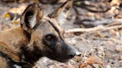 Safari v Selous a odpočinek na Zanzibaru s českým průvodcem - Tanzanie_Selous_Nyerere_