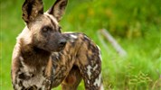 Safari v Selous a odpočinek na Zanzibaru s českým průvodcem - Tanzanie_Selous_Nyerere_