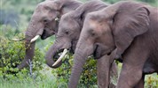 Safari v Selous a odpočinek na Zanzibaru s českým průvodcem - Tanzanie_Selous_Nyerere_