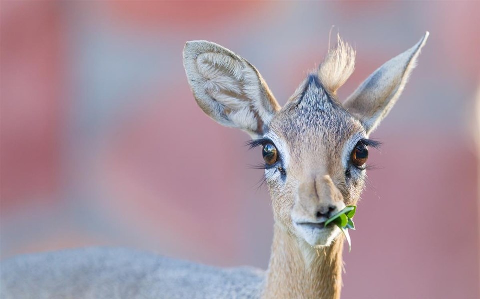 Safari v krajině červených slonů a pobyt u moře - Kena-Tsavo-East-