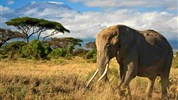 Ve stínu Kilimanjara - Dovolená na safari v Keni a pobyt u moře - český průvodce - léto 2026 - Keňa_Amboseli_Kilimandžáro