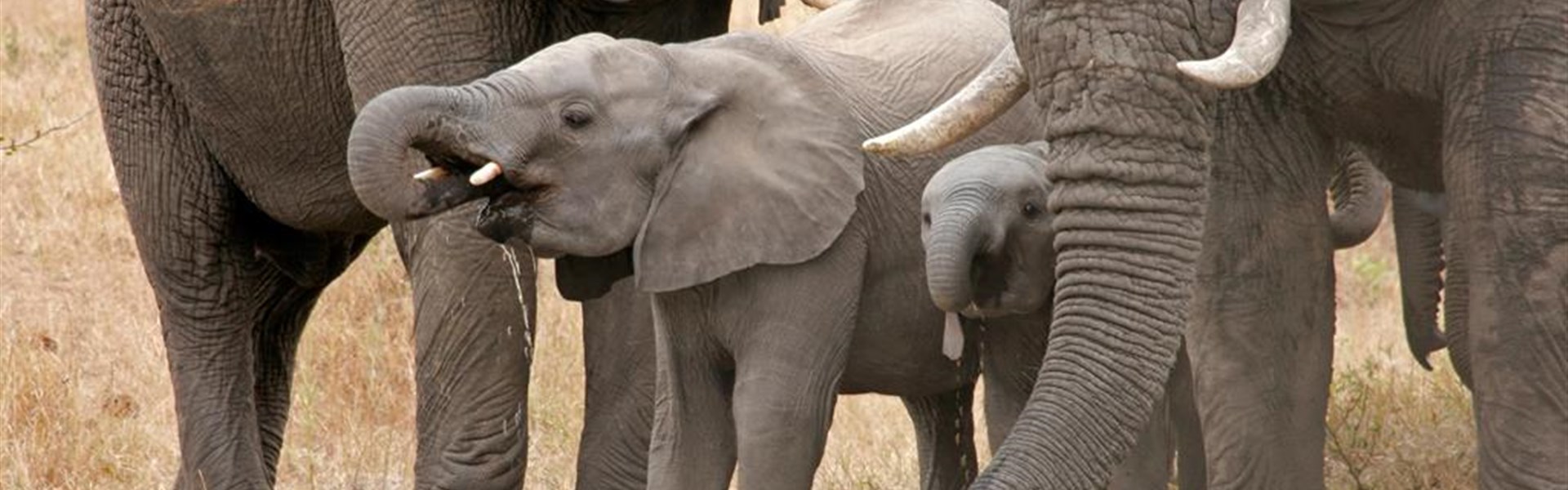 Náklaďákem na safari do Krugerova NP - 