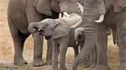 Náklaďákem na safari do Krugerova NP