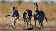 Náklaďákem na safari do Krugerova NP