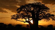 Zázraky Afriky: Velká migrace v Serengeti a kráter Ngorongoro  a odpočinek na rajském Zanzibaru - Tanzanie_Tarangire