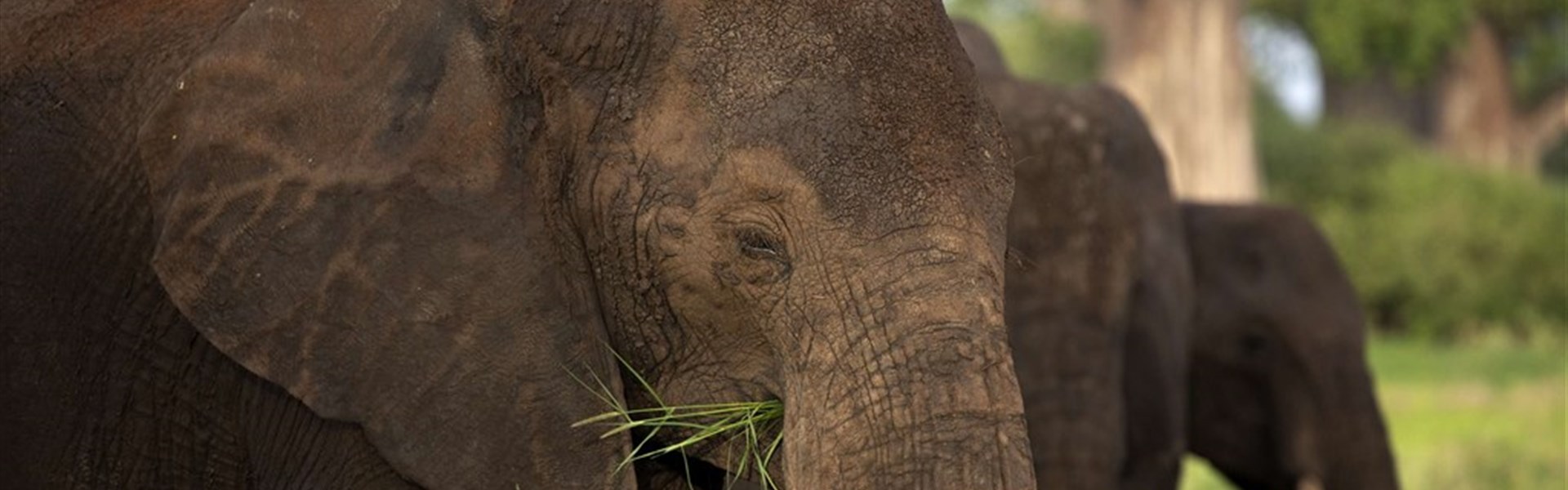 Zázraky Afriky: Velká migrace v Serengeti a kráter Ngorongoro  a odpočinek na rajském Zanzibaru - Tanzanie_Tarangire