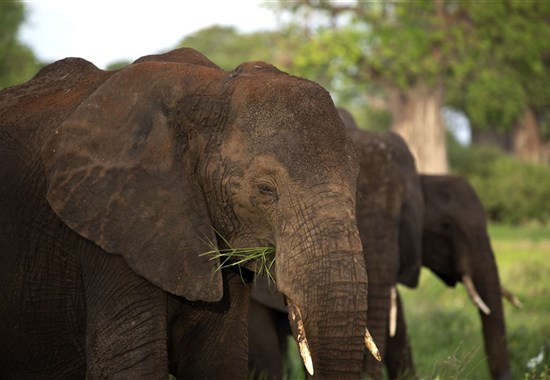 Zázraky Afriky: Velká migrace v Serengeti a kráter Ngorongoro  a odpočinek na rajském Zanzibaru -  - Tanzanie_Tarangire