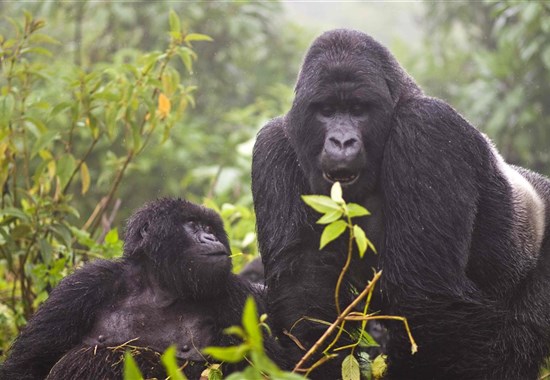 Rwanda - Skrytý klenot Afriky - Afrika