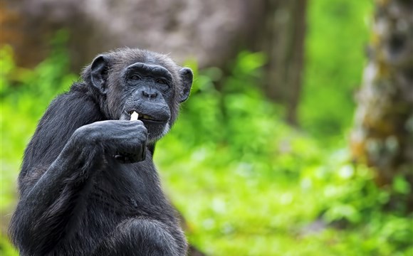 Marco Polo - Přehled národních parků ve Rwandě