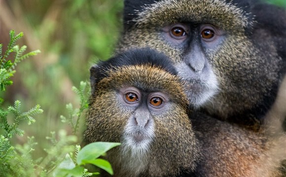 Marco Polo - Volcanoes - národní park ve Rwandě - informace