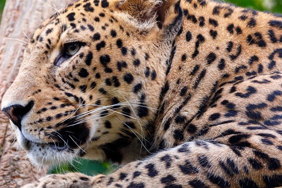 Srí Lanka - Velký okruh Cejlonem se 4 národními parky - 